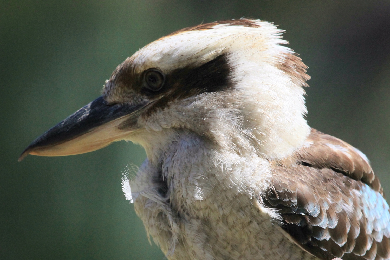 Laughing Kookabarra (click to enlarge)